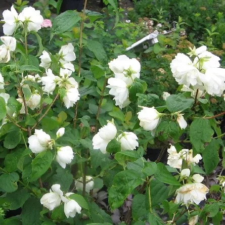 Philadelphus 'Snowbelle'