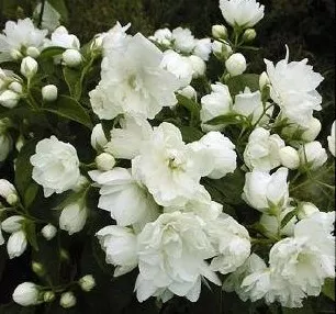 Philadelphus 'Virginal'
