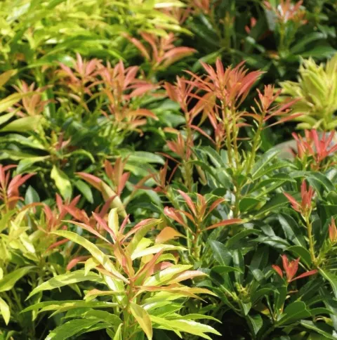 Pieris 'Forest Flame'