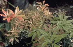 Pieris 'Flaming Silver'