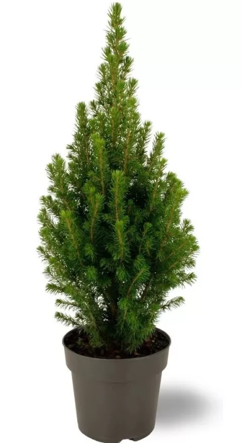 Picea glauca 'December' KERSTBOOM