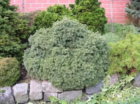 Picea glauca 'Echiniformis'