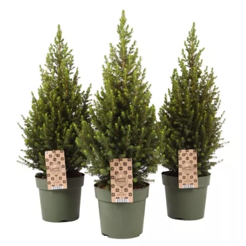 Picea glauca 'Magnifique' KERSTBOOM