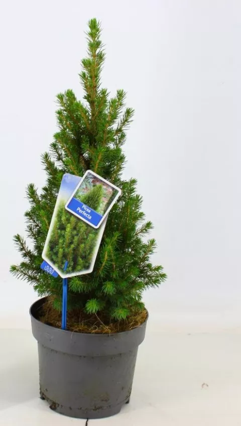 Picea glauca 'Perfecta' KERSTBOOM