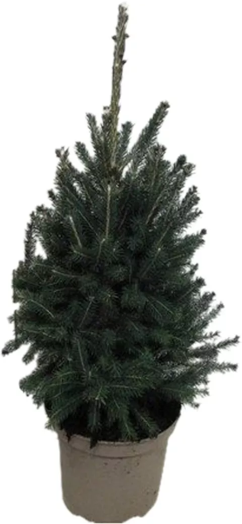 Picea glauca 'Super Green' KERSTBOOM