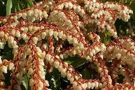 Pieris jap. 'Brouwer's Beauty'