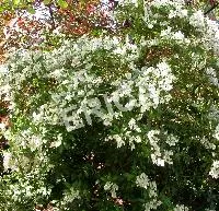 Pieris jap. 'Debutante'