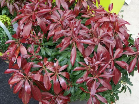 Pieris jap. 'Katsura'
