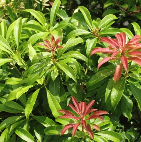 Pieris jap. 'Mountain Fire'