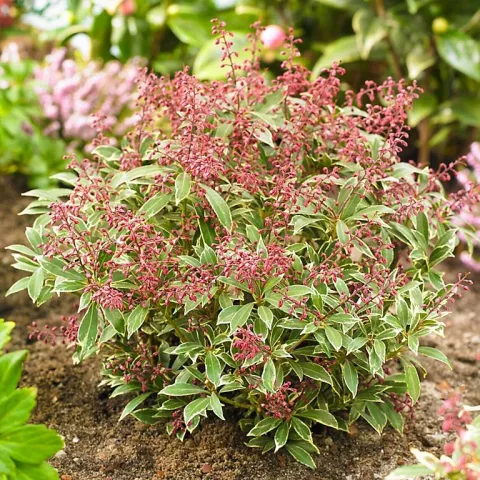 Pieris jap. 'Polar Passion'