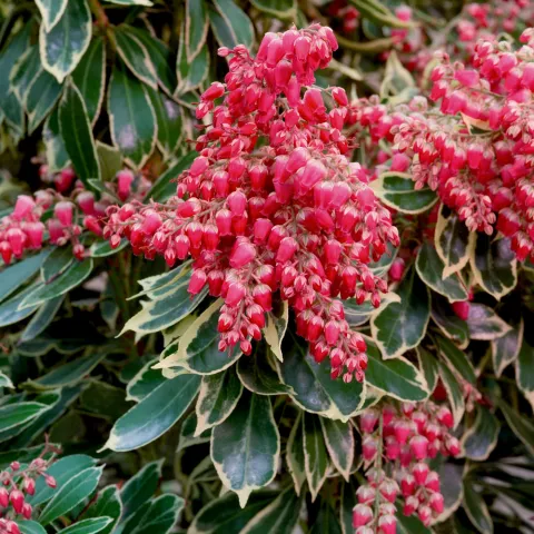 Pieris jap. 'Ralto'®