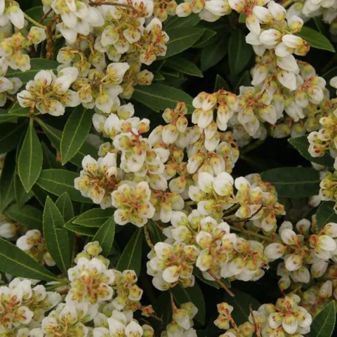 Pieris jap. 'Sarabande'