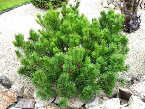 Pinus mugo pumilio