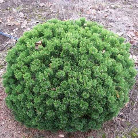 Pinus mugo 'Sherwood Compact'