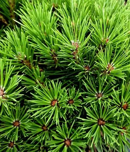 Pinus nigra 'Bambino'