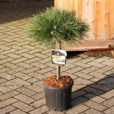 Pinus nigra 'Brepo'