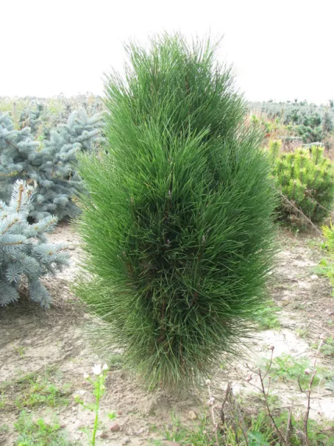 Pinus nigra 'Green Tower'