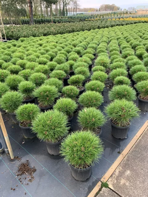 Pinus nigra 'Marie Bregeon'