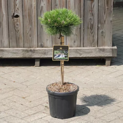 Pinus nigra 'Marie Bregeon'