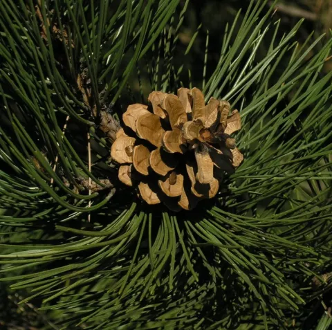 Pinus nigra 'Nigra'
