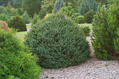 Picea omorika 'Nana'