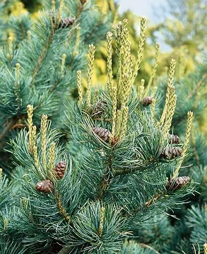 Pinus parviflora 'Kusu Dama'