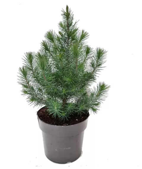 Picea pinea 'Silver Crest' KERSTBOOM