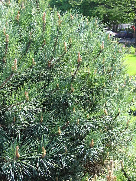 Pinus sylvestris 'Watereri'