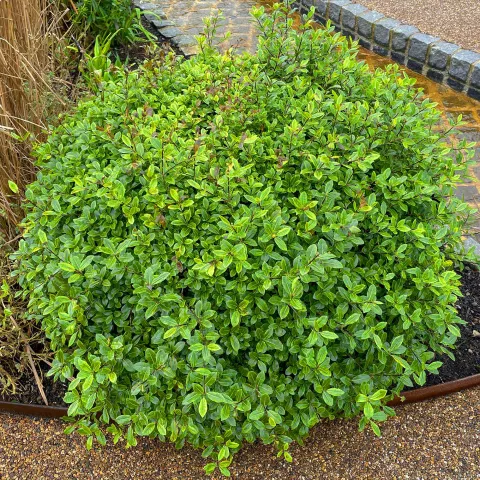 Pittosporum ten. 'Midget'