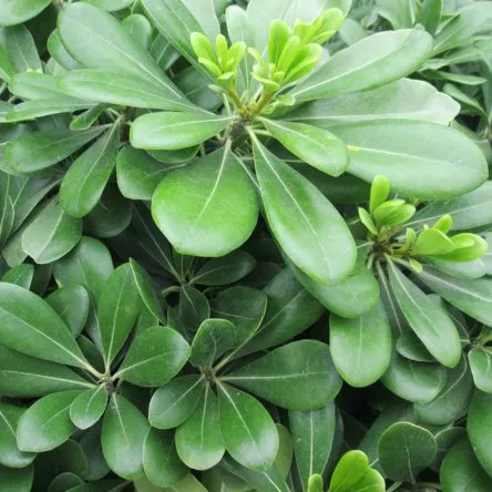 Pittosporum tobira 'Nana'
