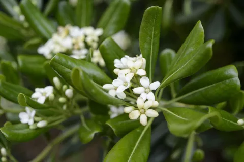 Pittosporum tobira 'Nana'