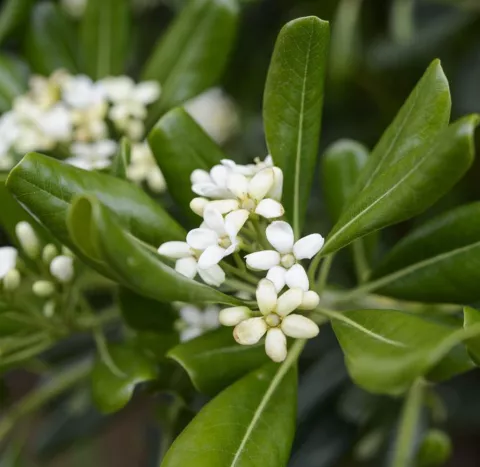 Pittosporum tobira