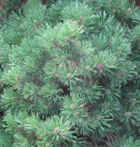 Pinus unicata 'Grüne Welle'