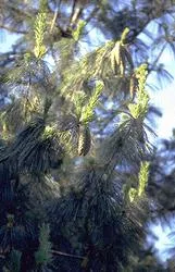 Pinus wallichiana
