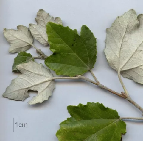 Populus alba 'Nivea'