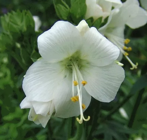 Pontederia cord. 'Alba'
