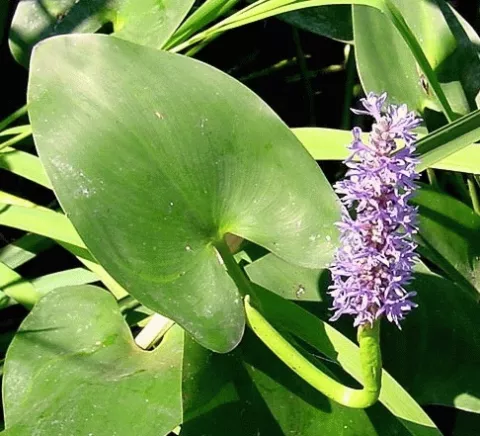 Pontederia cordata