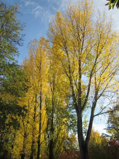 Populus canada IBW-UNAL