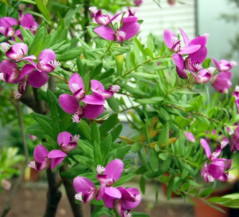 Polygala dalmaisiana
