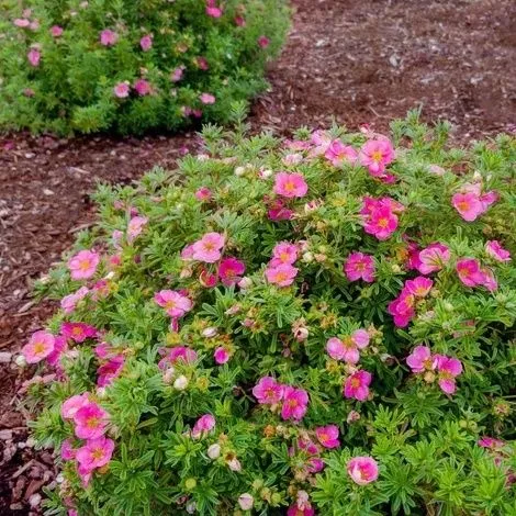 Potentilla frut. 'Bellissima'®