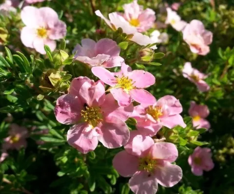 Potentilla frut. 'Blink'