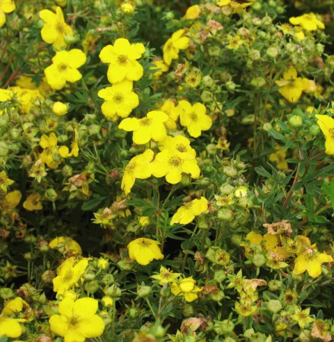 Potentilla frut. 'Goldfinger'