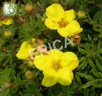 Potentilla frut. 'Kobold'