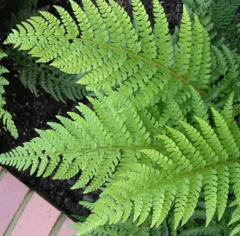 Polystichum setiferum
