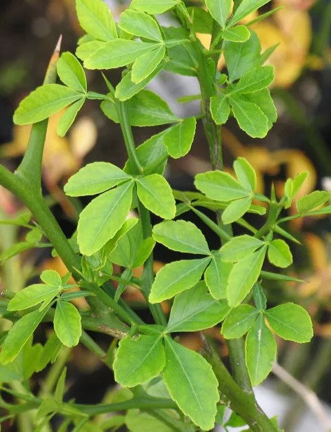 Poncirus trifoliata