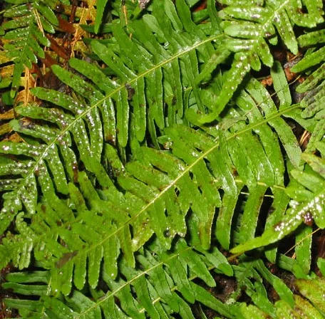 Polypodium vulgare