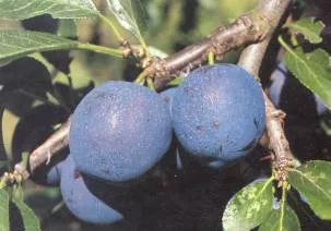 Pruim 'BLEUE DE BELGIQUE'