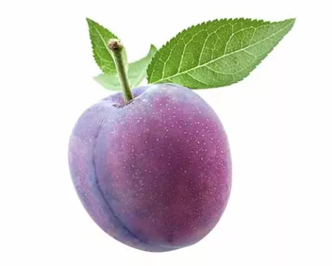 Pruim 'BELLE DE LOUVAIN'