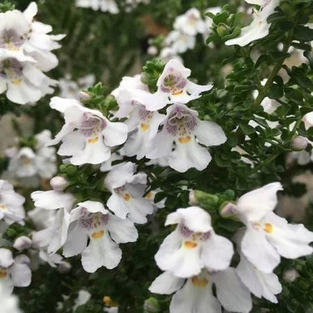 Prostanthera cuneata