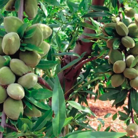 Prunus dulcis 'Tuono' (Amandel)